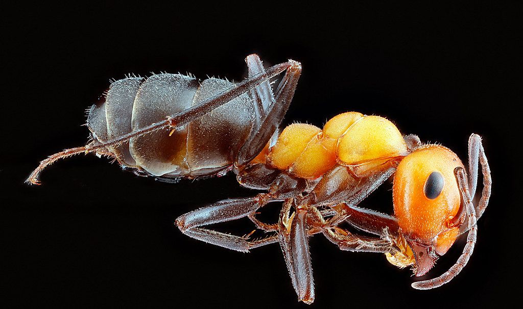 Ant Control service in Rialto, CA