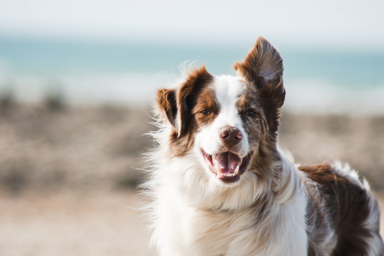 Flea & Tick Control service in Rialto, CA