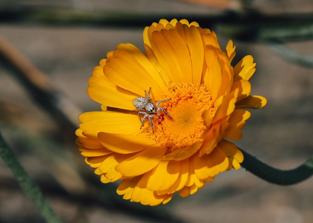 Spider Control service in Rialto, CA
